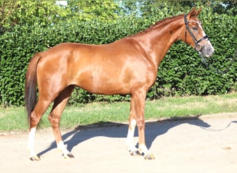 Hannoveriano, Caballo castrado, 3 años, 160 cm, Alazán