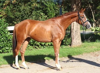 Hannoveriano, Caballo castrado, 3 años, 160 cm, Alazán