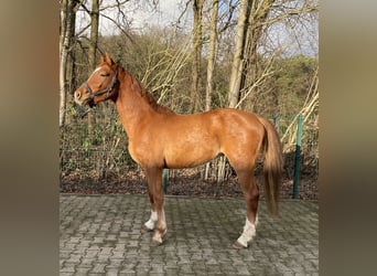 Hannoveriano, Caballo castrado, 3 años, 160 cm, Alazán