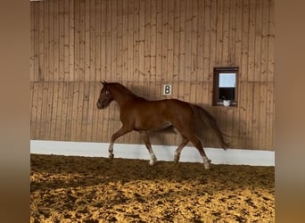 Hannoveriano, Caballo castrado, 3 años, 160 cm, Alazán