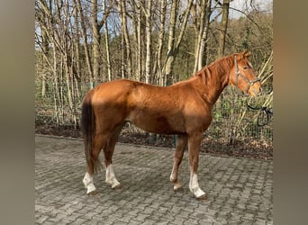 Hannoveriano, Caballo castrado, 3 años, 160 cm, Alazán