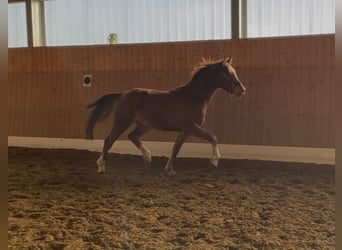 Hannoveriano, Caballo castrado, 3 años, 160 cm, Alazán