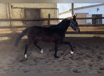 Hannoveriano, Caballo castrado, 3 años, 160 cm, Castaño