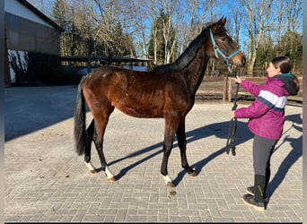 Hannoveriano, Caballo castrado, 3 años, 160 cm, Castaño