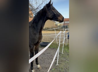 Hannoveriano, Caballo castrado, 3 años, 160 cm, Castaño