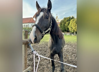 Hannoveriano, Caballo castrado, 3 años, 160 cm, Castaño