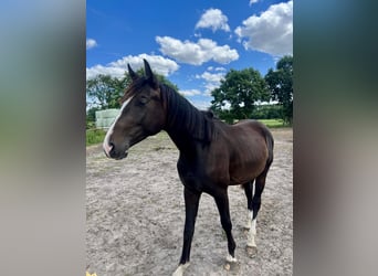 Hannoveriano, Caballo castrado, 3 años, 160 cm, Castaño