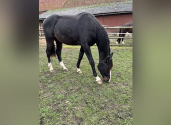 Hannoveriano, Caballo castrado, 3 años, 160 cm, Castaño