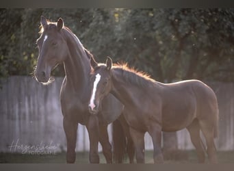 Hannoveriano, Caballo castrado, 3 años, 160 cm, Castaño