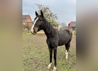 Hannoveriano, Caballo castrado, 3 años, 160 cm, Castaño