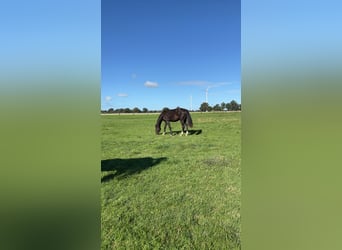 Hannoveriano, Caballo castrado, 3 años, 160 cm, Castaño