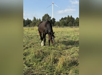 Hannoveriano, Caballo castrado, 3 años, 160 cm, Castaño