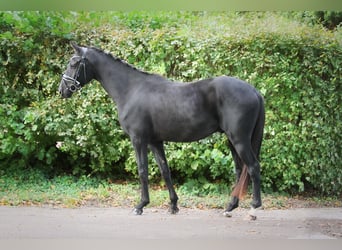 Hannoveriano, Caballo castrado, 3 años, 160 cm, Negro