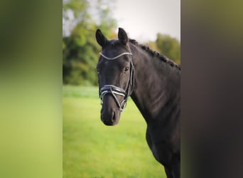 Hannoveriano, Caballo castrado, 3 años, 160 cm, Negro