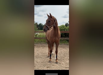 Hannoveriano, Caballo castrado, 3 años, 161 cm, Alazán