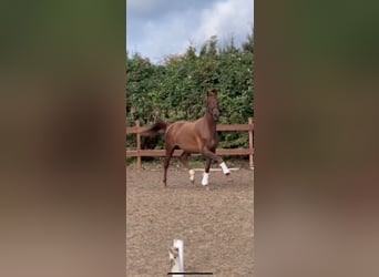 Hannoveriano, Caballo castrado, 3 años, 161 cm, Alazán