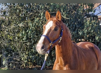 Hannoveriano, Caballo castrado, 3 años, 162 cm, Alazán-tostado