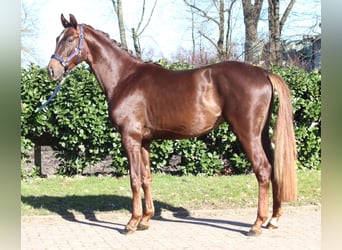 Hannoveriano, Caballo castrado, 3 años, 162 cm, Alazán-tostado