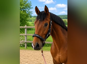 Hannoveriano, Caballo castrado, 3 años, 162 cm, Castaño