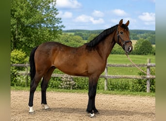 Hannoveriano, Caballo castrado, 3 años, 162 cm, Castaño