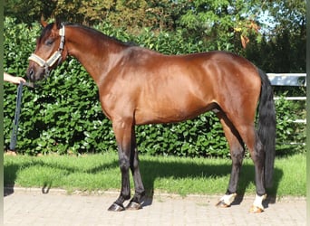 Hannoveriano, Caballo castrado, 3 años, 162 cm, Castaño