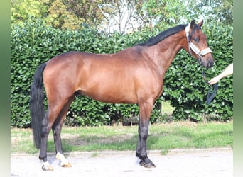 Hannoveriano, Caballo castrado, 3 años, 162 cm, Castaño