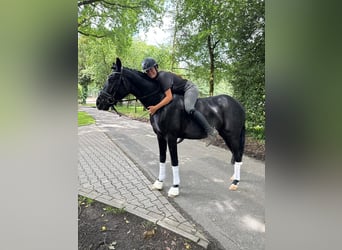 Hannoveriano, Caballo castrado, 3 años, 162 cm, Negro
