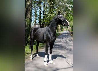 Hannoveriano, Caballo castrado, 3 años, 162 cm, Negro