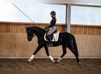Hannoveriano, Caballo castrado, 3 años, 162 cm, Negro