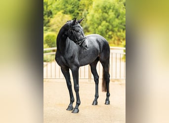 Hannoveriano, Caballo castrado, 3 años, 162 cm, Tordillo negro