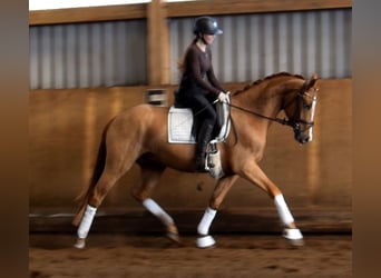 Hannoveriano, Caballo castrado, 3 años, 163 cm, Alazán