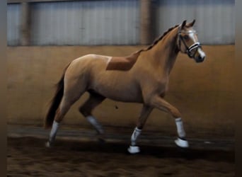 Hannoveriano, Caballo castrado, 3 años, 163 cm, Alazán