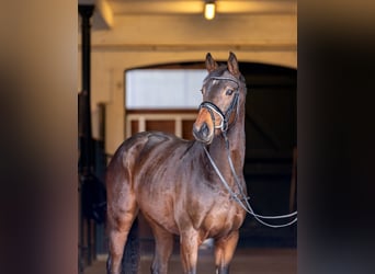 Hannoveriano, Caballo castrado, 3 años, 163 cm, Castaño