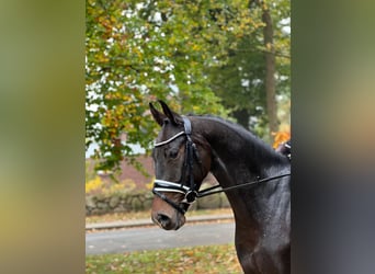 Hannoveriano, Caballo castrado, 3 años, 163 cm, Castaño oscuro