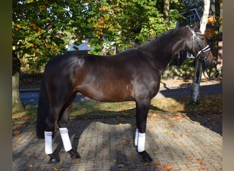 Hannoveriano, Caballo castrado, 3 años, 163 cm, Castaño oscuro