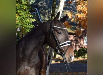 Hannoveriano, Caballo castrado, 3 años, 163 cm, Castaño oscuro