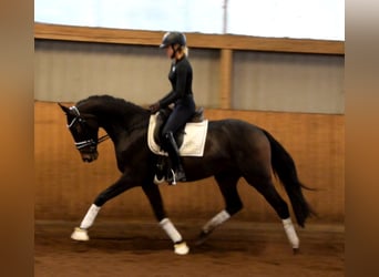 Hannoveriano, Caballo castrado, 3 años, 163 cm, Castaño oscuro