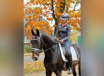 Hannoveriano, Caballo castrado, 3 años, 163 cm, Castaño oscuro