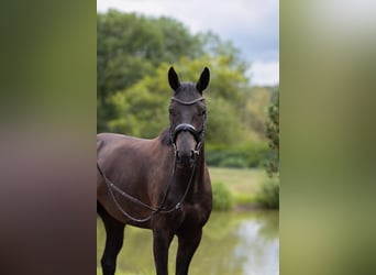 Hannoveriano, Caballo castrado, 3 años, 163 cm, Morcillo