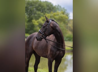 Hannoveriano, Caballo castrado, 3 años, 163 cm, Morcillo