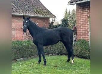 Hannoveriano, Caballo castrado, 3 años, 163 cm, Negro