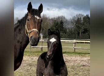 Hannoveriano, Caballo castrado, 3 años, 163 cm, Negro