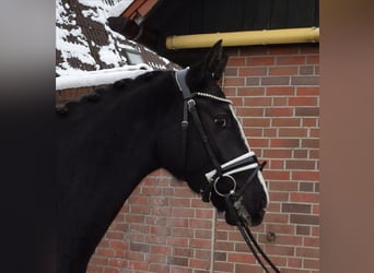 Hannoveriano, Caballo castrado, 3 años, 163 cm, Negro