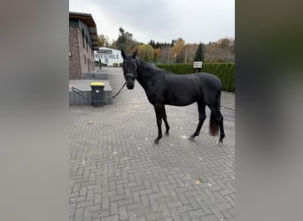 Hannoveriano, Caballo castrado, 3 años, 163 cm, Negro