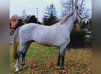 Hannoveriano, Caballo castrado, 3 años, 163 cm, Tordo