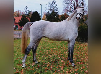 Hannoveriano, Caballo castrado, 3 años, 163 cm, Tordo