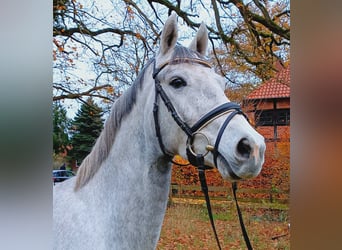 Hannoveriano, Caballo castrado, 3 años, 163 cm, Tordo