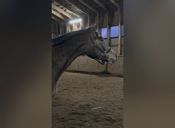 Hannoveriano, Caballo castrado, 3 años, 163 cm, Tordo