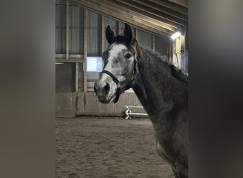 Hannoveriano, Caballo castrado, 3 años, 163 cm, Tordo