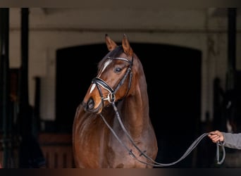 Hannoveriano, Caballo castrado, 3 años, 164 cm, Castaño